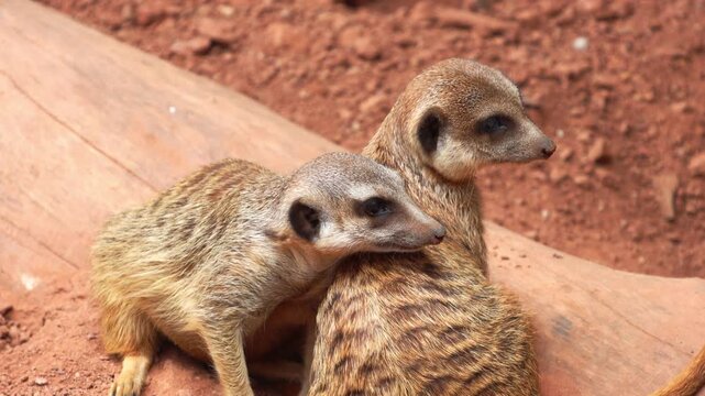 Two meerkats rest together on a sunlit patch of the savannah. their striped fur blends with the earthy tones of the background, showcasing strong bonds and social behavior typical of these curious mam