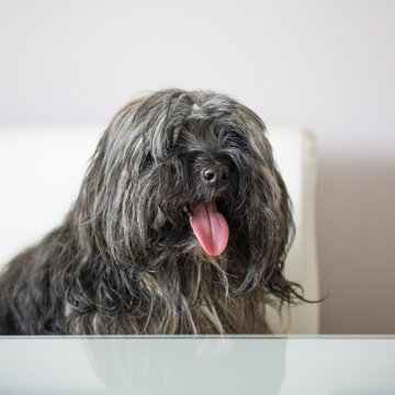 Tibet Terrier sitzt am Tisch