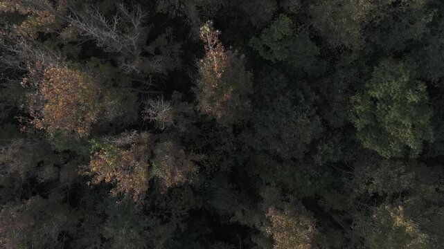 Aerial drone view of Phong Huong Forest beside Rao Quan Lake in Huong Phung, Quang Tri, Vietnam, with colorful foliage turning yellow under warm sunlight.