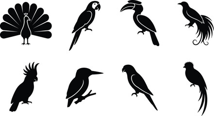 Fototapeta premium Set of black tropical bird silhouettes featuring peacock, macaw parrot, hornbill, cockatoo, kingfisher, and exotic quetzal isolated on white background