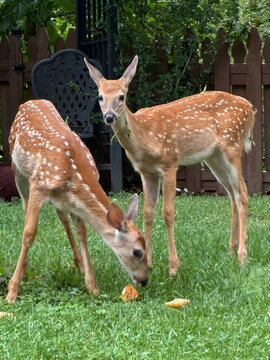 Deer, Fawn and Rabbit eating corn