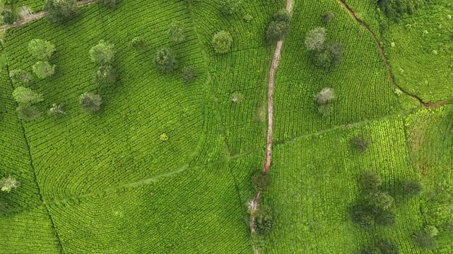 Aerial view of Panawa tea plantation with lush green rows of tea bushes, winding dirt paths, and scattered trees in Garut, West Java, Indonesia.