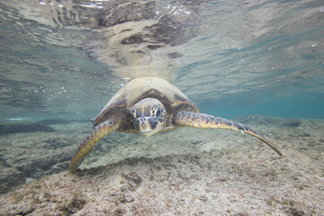 Green sea turtle swimming near a reef along Hawaii © willtu