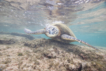 Green sea turtle swimming near a reef along Hawaii © willtu