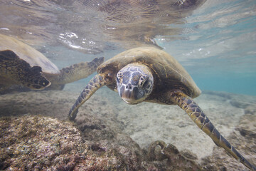 Green sea turtle swimming near a reef along Hawaii © willtu