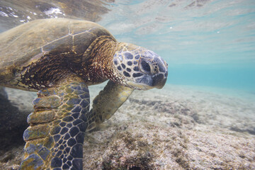 Green sea turtle swimming near a reef along Hawaii © willtu