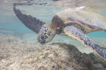 Green sea turtle swimming near a reef along Hawaii © willtu