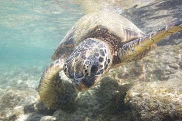 Green sea turtle swimming near a reef along Hawaii © willtu