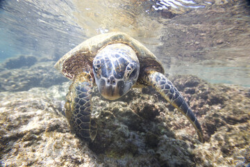 Green sea turtle swimming near a reef along Hawaii © willtu