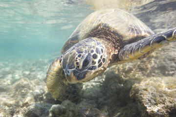 Green sea turtle swimming near a reef along Hawaii © willtu