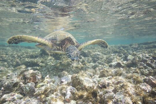 Green sea turtle swimming near a reef along Hawaii