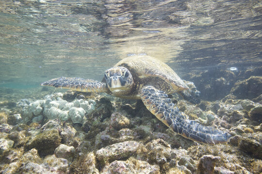 Green sea turtle swimming near a reef along Hawaii