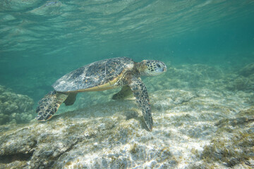 Green sea turtle swimming near a reef along Hawaii © willtu