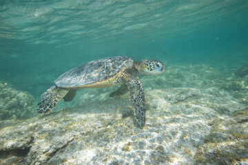 Green sea turtle swimming near a reef along Hawaii © willtu