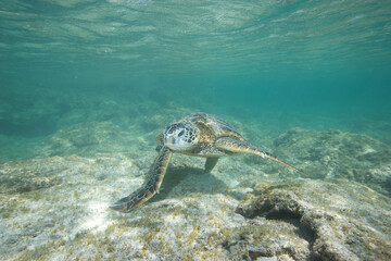 Green sea turtle swimming near a reef along Hawaii © willtu