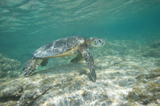 Green sea turtle swimming near a reef along Hawaii