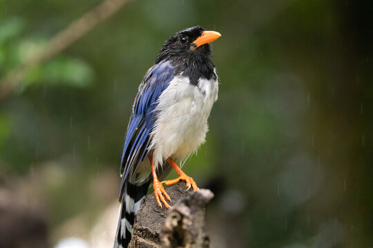 Wet Red-billed Blue Magpie Perched on Tree Stump in Rain
