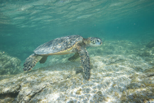 Green sea turtle swimming near a reef along Hawaii