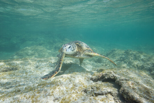 Green sea turtle swimming near a reef along Hawaii