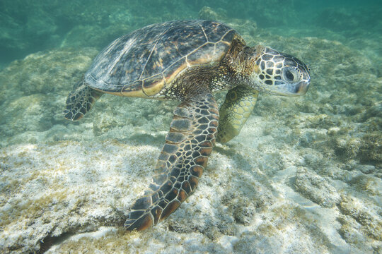 Green sea turtle swimming near a reef along Hawaii