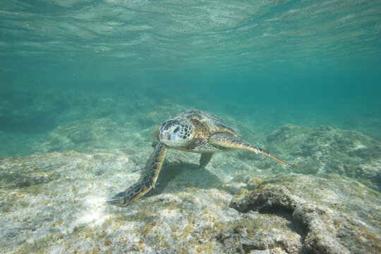 Green sea turtle swimming near a reef along Hawaii