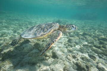 Green sea turtle swimming near a reef along Hawaii © willtu