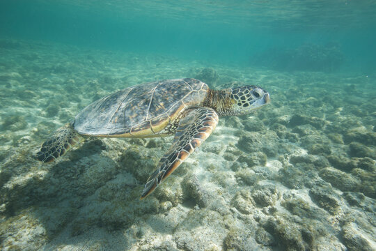 Green sea turtle swimming near a reef along Hawaii