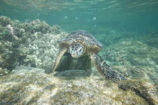 Green sea turtle swimming near a reef along Hawaii