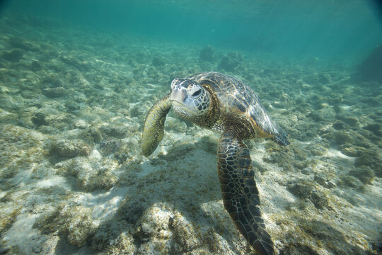 Green sea turtle in shallow water near the coast of Hawaii
