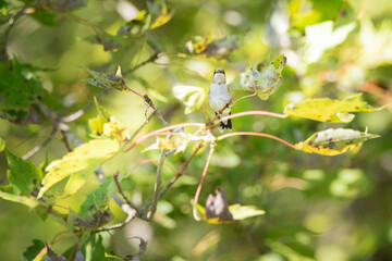 Naklejka premium Ruby-throated hummingbird perched in a sugar maple tree, looking at camera.