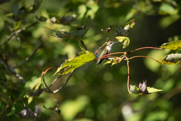 Naklejka premium Ruby-throated hummingbird perched in a sugar maple tree.