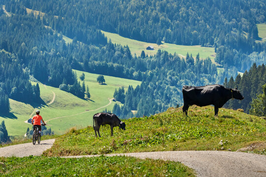 Attractive senior woman riding an electric bicycle on a mountain biking tour through sunny alpine meadows and scenic mountain landscapes above Balderschwang, Allg&auml;u Alps, Bavaria, Germany.