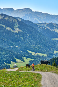 Attractive senior woman riding an electric bicycle on a mountain biking tour through sunny alpine meadows and scenic mountain landscapes above Balderschwang, Allg&auml;u Alps, Bavaria, Germany.