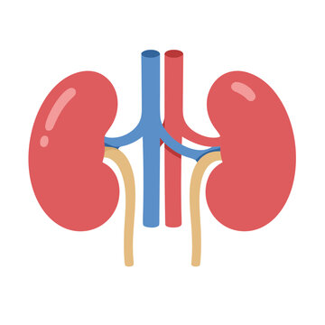 illustration of human kidneys with arteries and veins for medical education vector