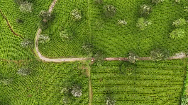 Aerial view of the lush green tea plantation at Panawa with winding dirt paths and scattered trees in Garut, West Java, Indonesia.