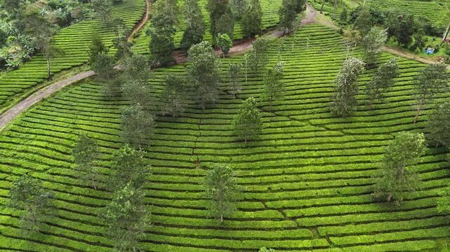 Aerial view of the lush green rows of the Panawa tea plantation set against the rolling hills of the countryside in Garut, West Java, Indonesia.