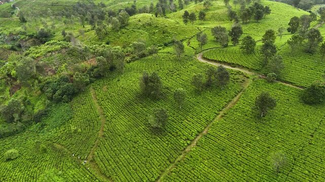 Aerial view of the lush green tea plantation in Panawa with winding paths and scattered trees in Garut, West Java, Indonesia.