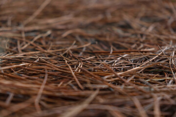 Fallen brown pine needles ground background texture with selective focus © Maria
