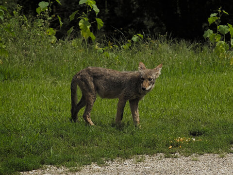 A wild coyote standing alert in green grass near a gravel path, looking back at the camera during daytime in a natural habitat setting
