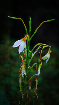 Wild white Ginger Lily flower blooming in nature.