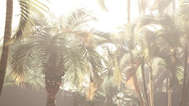 Sunlight streams through tall palm trees in a warm tropical area. The bright light creates a golden glow around the leaves. It looks like morning or late afternoon.