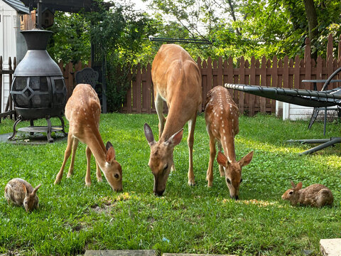 Deer, Fawn and Rabbit eating corn
