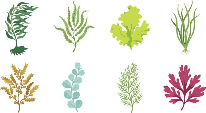 Colorful Seaweed and Marine Algae Vector Collection with Diverse Underwater Botanical Plants