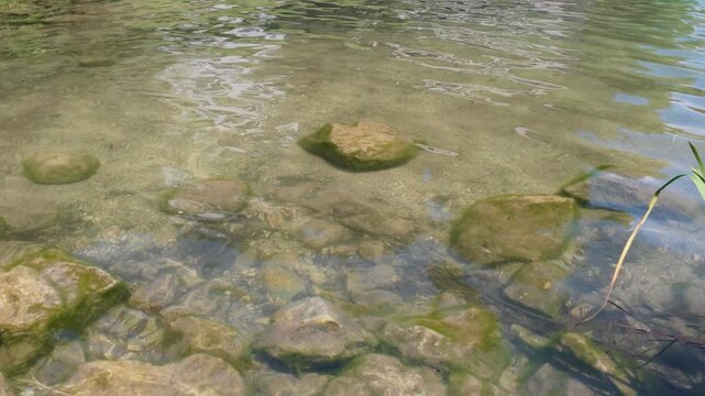 Gently flowing clear water in a shallow lake revealing a rocky bottom with green algae