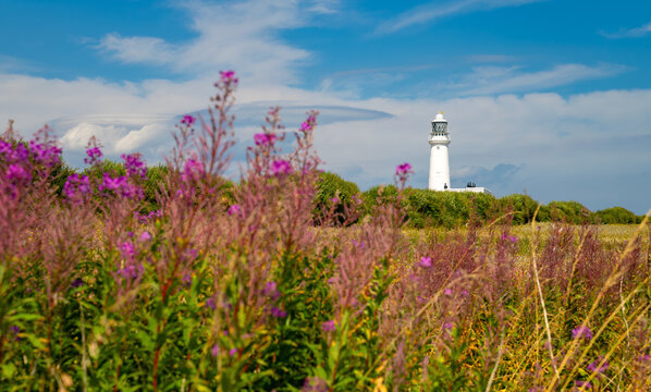 Flamborough Head Lighthouse rising above colourful summer wildflowers on the East Yorkshire coast of England. Purple rosebay willowherb and meadow vegetation frame the historic white lighthouse.