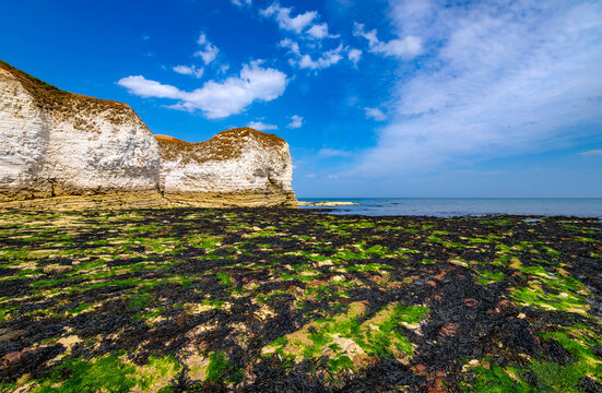 White chalk cliffs and an exposed rocky shore at low tide at Flamborough Head on the Yorkshire coast of England. Green algae and dark seaweed cover the intertidal rocks.