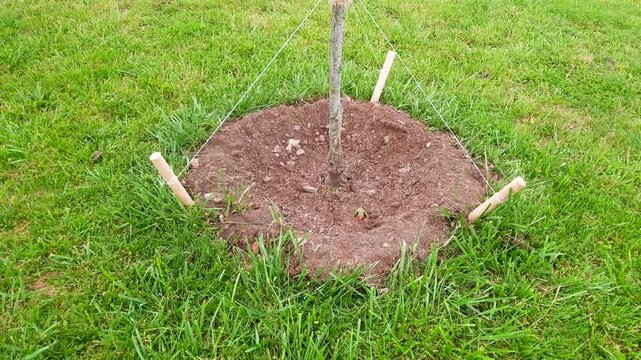 Tree sapling. Planting trees in gardens and parks. Contributing to the environment, beautifying the area, and planting trees.