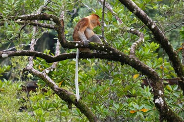 Wildlife of Borneo island. Proboscis monkey male presenting its big nose on a tree in Bako National Park in Borneo, Malaysia. © Tupungato