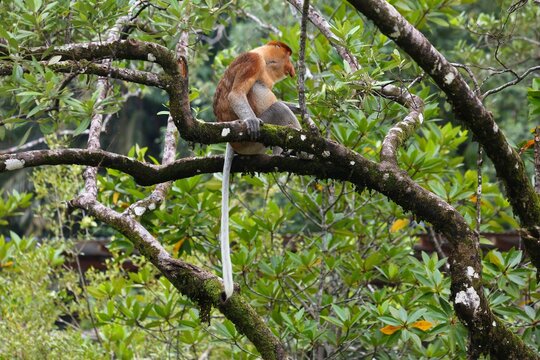 Wildlife of Borneo island. Proboscis monkey male presenting its big nose on a tree in Bako National Park in Borneo, Malaysia.