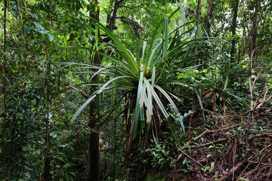 Tropical plants in Bako National Park, Malaysia. Sarawak region of Borneo. Pandanus odorifer plant species. Pandan or fragrant screw-pine.